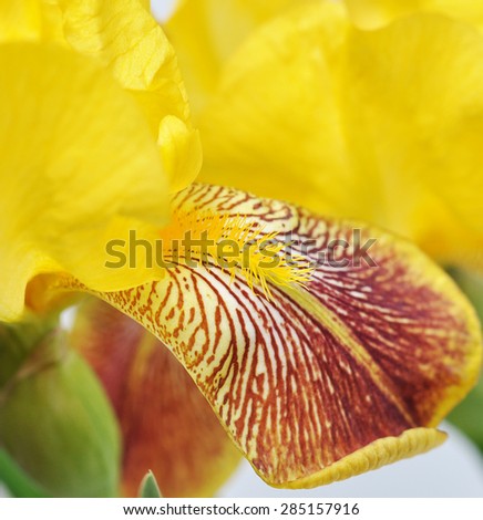 Yellow Colored Iris Flower. Backgrounds. Macro. Emblem of France.