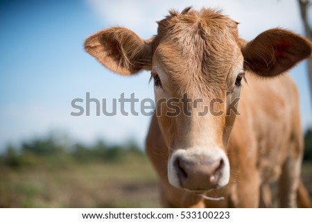 Similar – Image, Stock Photo young brown cow calf lies in the straw