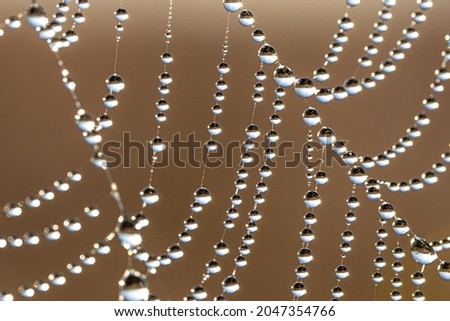 Similar – Image, Stock Photo Cobwebs with dewdrops