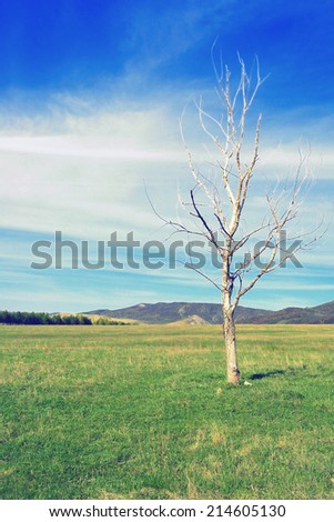 Dramatic landscape with dry birch on the field, tinted photo