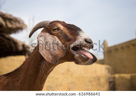 Shutterstock Puzzlepix