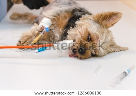 Similar – Image, Stock Photo Kleiner Terrier Hund liegt auf den Beinen einer Frau mit Blick in die Kamera