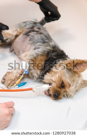 Similar – Image, Stock Photo Kleiner Terrier Hund liegt auf den Beinen einer Frau mit Blick in die Kamera