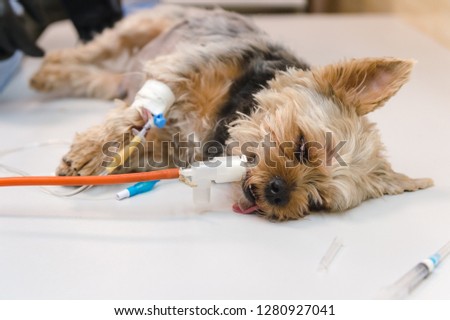 Similar – Image, Stock Photo Kleiner Terrier Hund liegt auf den Beinen einer Frau mit Blick in die Kamera