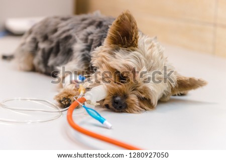 Image, Stock Photo Kleiner Terrier Hund liegt auf den Beinen einer Frau mit Blick in die Kamera