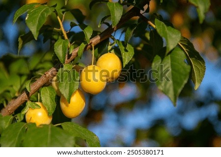 Similar – Image, Stock Photo Ripe yellow plums hanging from the tree.