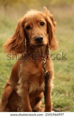 Similar – Image, Stock Photo Adorable Cocker Spaniel outside