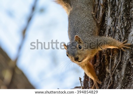 Similar – Image, Stock Photo Squirrels upside down on a tree trunk