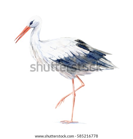 Stork. Picture of a wild bird. Watercolor hand drawn illustration