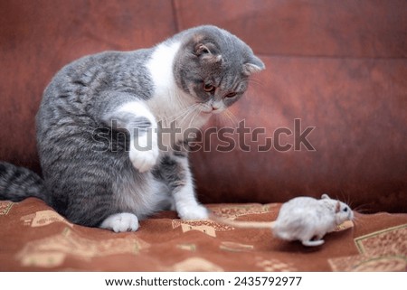 Similar – Image, Stock Photo play instinct