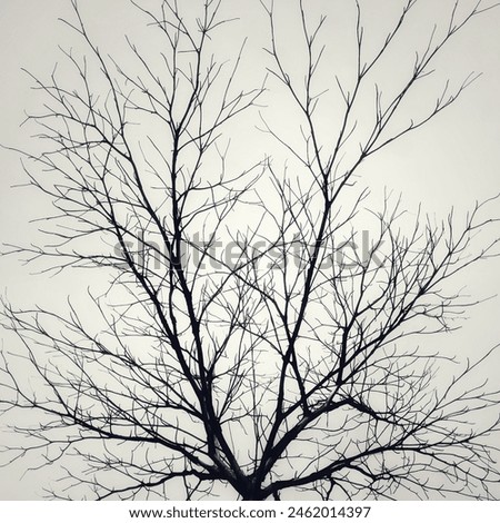 Similar – Image, Stock Photo Shadow of a bare tree on an orange house wall that continues beyond the corner of the house / shadow play