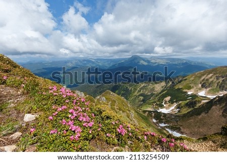 Rhododendron flowers blossom on the Ukraine peak Pip Ivan located in mountain region Maramures. Meadow of blooming wild rhododendron. Springtime in Carpathian mountains. Wild nature landscape. Imagine de stoc © 