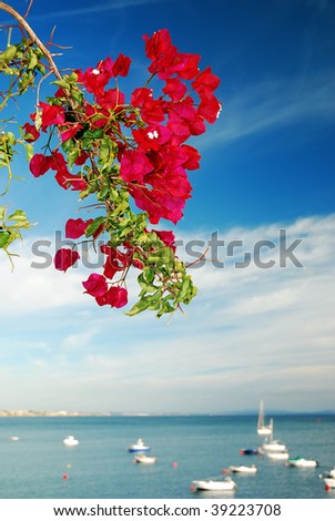 Bougainvillea blooming along a coast with a marina in the background
