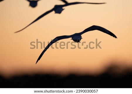 Similar – Image, Stock Photo #AS# flying away Seagull