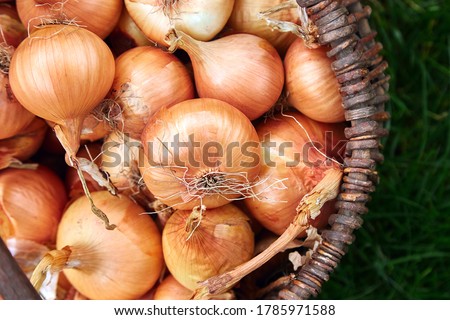 Fresh onions harvest  in wooden basket on grass. Freshly dug onion bulbs. Onions after harvesting from village garden. Village gardening. Bio products healthy lifestyle.