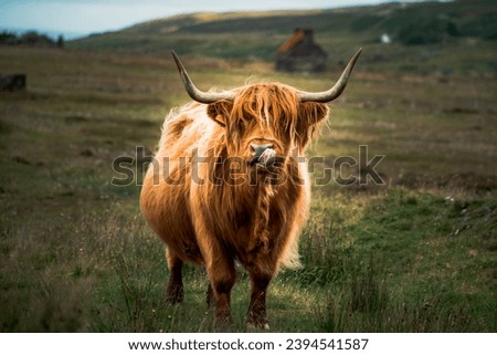 Similar – Image, Stock Photo Highland cattle grazing in field in countryside