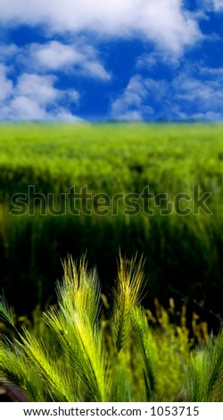 vertical panorama of wheat field with few wheath in front