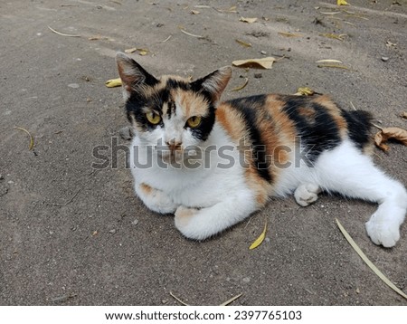 Similar – Foto Bild Niedliches 3-farbiges Kätzchen, calico