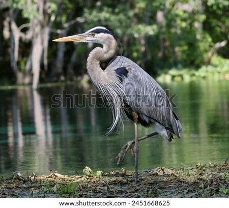 Image, Stock Photo Heron on edge in river in Görlitz
