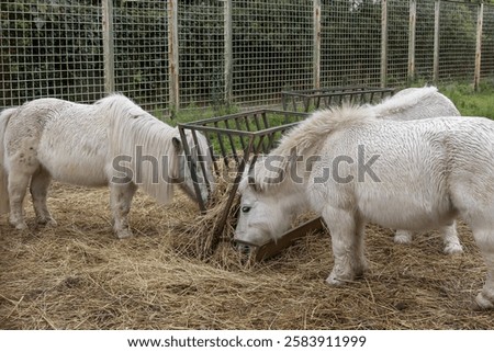 Image, Stock Photo Three ponies with straw in the head