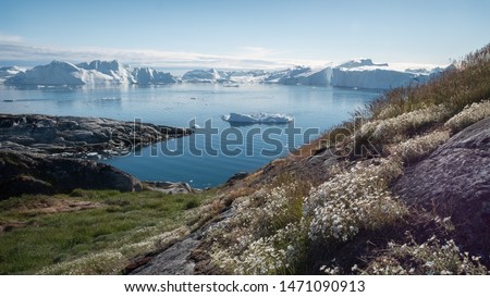 Ilulissat, Greenland - July 3, 2019: White summer flowers dominate against a background of diminishing icebergs in western Greenland. The climate is changing.