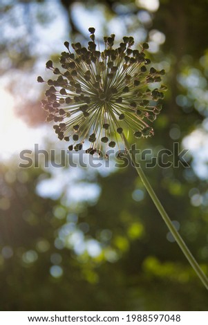 Similar – Foto Bild Zierlauchblüte verblüht,  Nahaufnahme