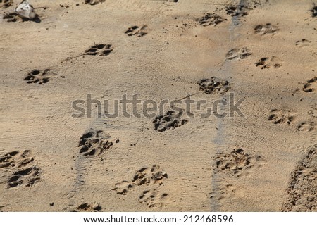 dog traces