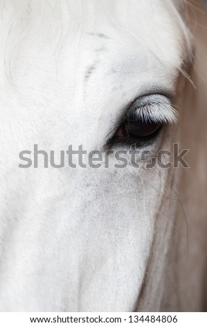Horse portrait close-up