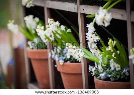 Shelves with pots of flowers