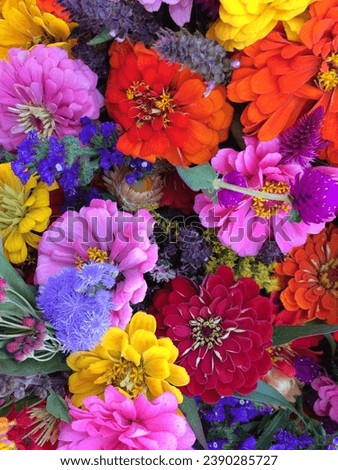 Similar – Foto Bild blühende mehrfarbige Blumen Zinnie