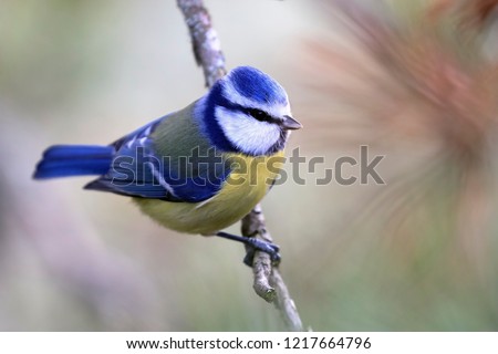 blue tit in the tree Foto d'archivio © 