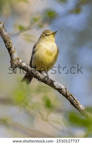 Similar – Image, Stock Photo A little bird on the spiked fence