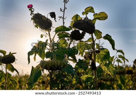 Similar – Image, Stock Photo Silhouette of withered sunflowers in front of evening sky, in the background blurred power poles