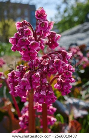 Similar – Foto Bild Nahaufnahme von bergenia crassifolia blühend im Frühling Garten