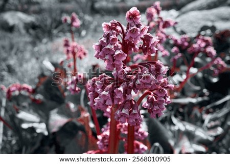 Similar – Foto Bild Nahaufnahme von bergenia crassifolia blühend im Frühling Garten