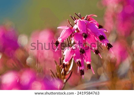 Similar – Foto Bild Heideblüte mit einer versteckten Biene