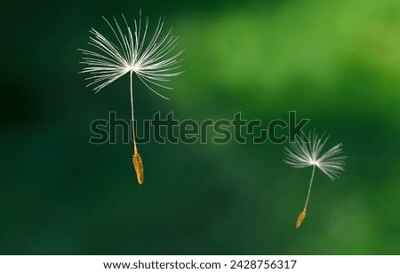 Similar – Image, Stock Photo Taraxacum officinale, Dandelion. Seeds