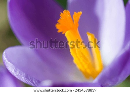 Similar – Image, Stock Photo Early bloomer crocus macro shot violet