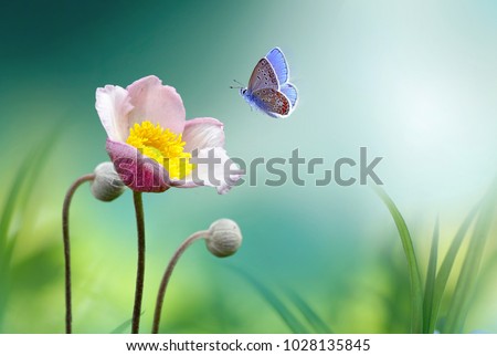 Photo of Beautiful pink flower anemones fresh spring morning on nature and fluttering butterfly on soft green background, macro. Spring template, elegant amazing artistic image, free space