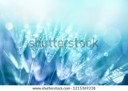 Similar – Image, Stock Photo raindrops on the dandelion seed, rainy days in autumn season