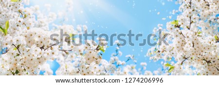 Similar – Image, Stock Photo Branches with spring flowers in the rain at the lake with rain tropics