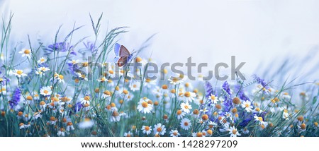 Photo of Beautiful wild flowers chamomile, purple wild peas, butterfly in morning haze in nature close-up macro. Landscape wide format, copy space, cool blue tones. Delightful pastoral airy artistic image.