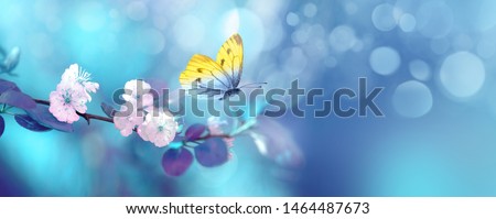 Photo of Beautiful blue yellow butterfly in flight and branch of flowering apricot tree in spring at Sunrise on light blue and violet background macro. Elegant artistic image nature. Banner format, copy space.