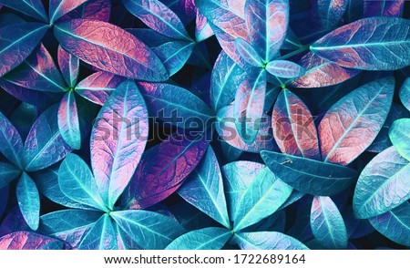 Natural macro texture of beautiful leaves toned in blue and purple pink tones. Flat lay.