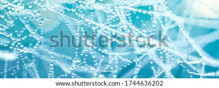 Similar – Image, Stock Photo Cobwebs with dewdrops