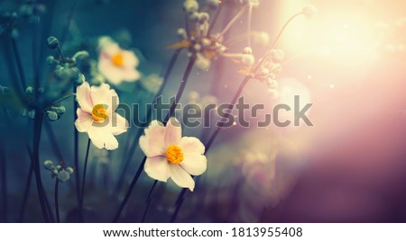 Beautiful anemone flowers on dark evening in rays of sunset sun close-up macro in nature. Delightful atmospheric airy artistic image with golden sun glare.