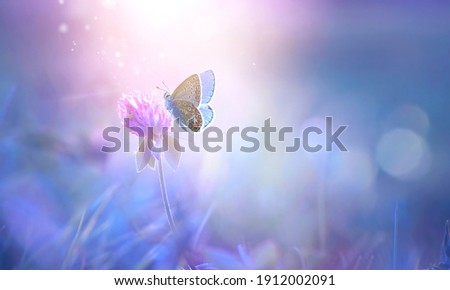 Butterfly on clover flower in spring in summer in rays of transparent violet light, soft focus macro. Aerial refined subtle gentle exquisite artistic image beauty of nature.