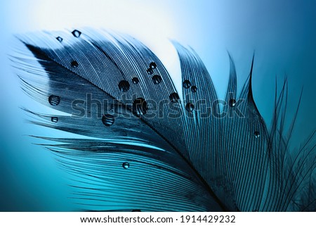 Silhouette of  black bird feather with water drops on a blue turquoise background with beautiful lighting. Elegant bright and expressive artistic image.