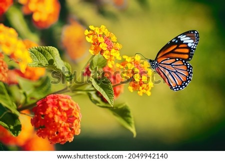 Similar – Image, Stock Photo Butterfly in nature Insect