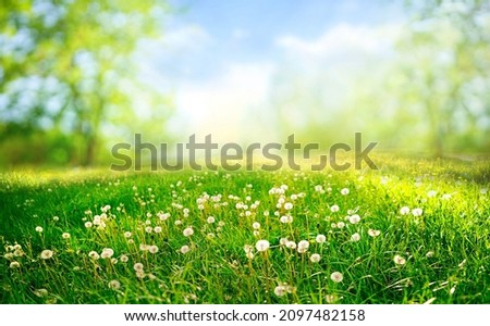 Similar – Image, Stock Photo Closeup of green fluffy moss on stone